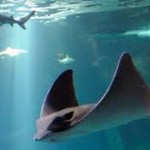 Biarritz aquarium Biarritz aquarium